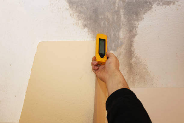 Best Emergency Mold Remediation  in Calvert City, KY