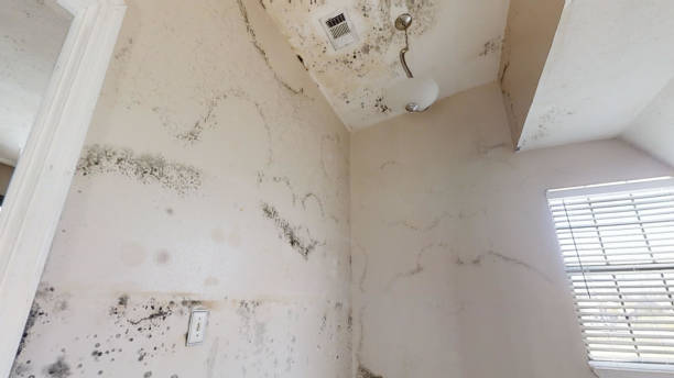 Best Airborne Mold Testing  in Calvert City, KY