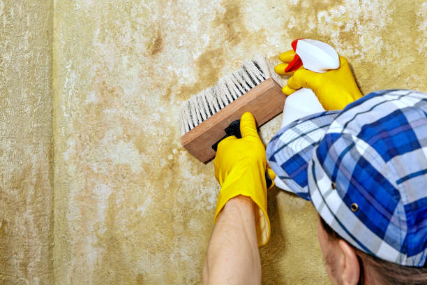 Best Attic Mold Removal  in Calvert City, KY
