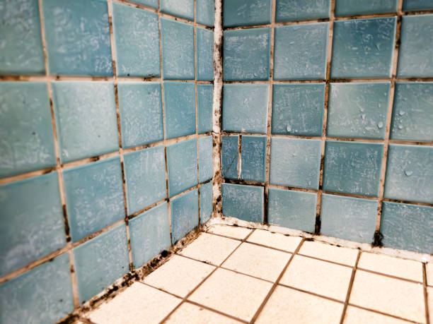 Best Asbestos and Lead Testing During Mold Inspection  in Calvert City, KY