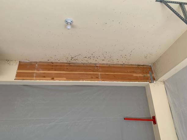 Best Flood Damage  in Calvert City, KY