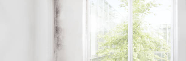 Best Comprehensive Air Testing for Mold Contaminants  in Calvert City, KY