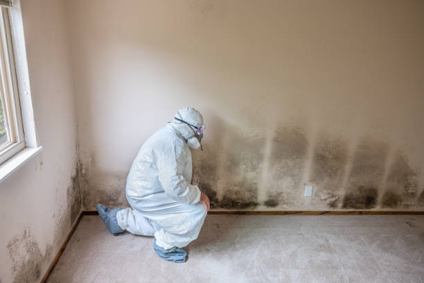 Best Industrial Mold Remediation  in Calvert City, KY