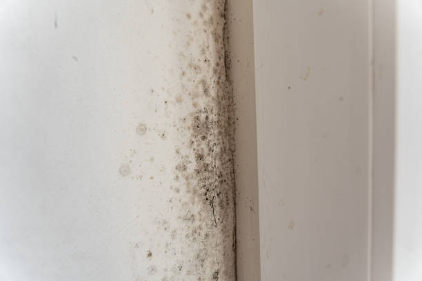 Best Mold Documentation for Insurance Claims  in Calvert City, KY