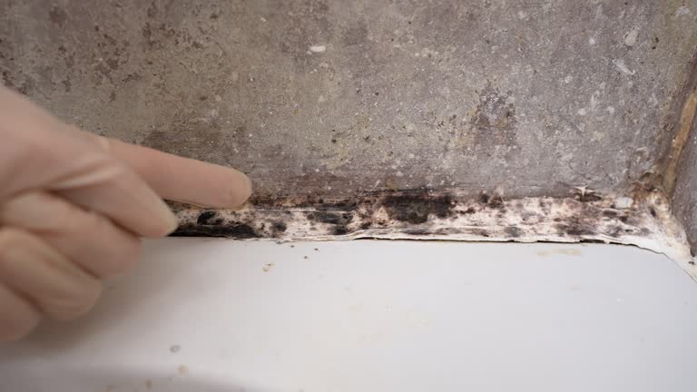  Calvert City, KY Mold Removal Pros