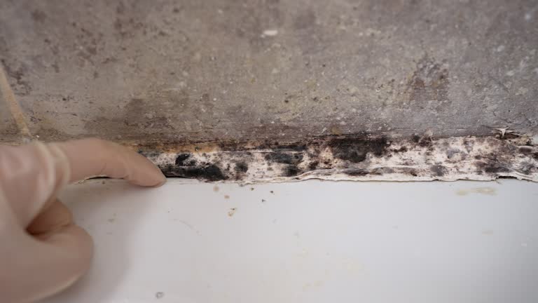 Best Post-Remediation Verification Testing  in Calvert City, KY