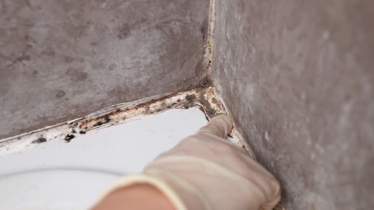 Environmental Consulting for Mold Prevention in Calvert City, KY