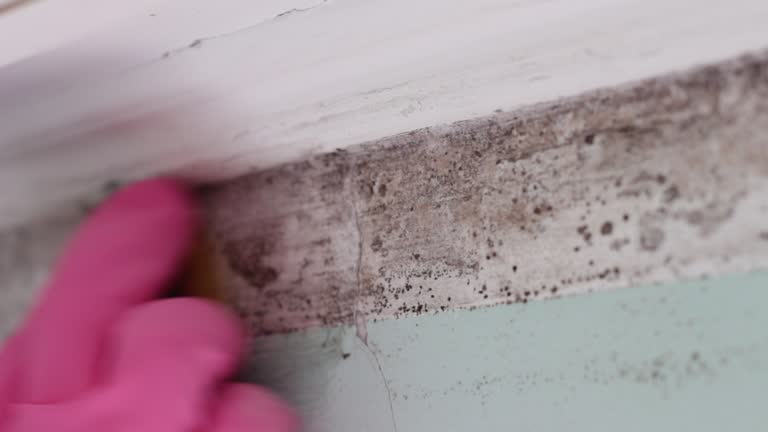Best Mold-Related Health Consultation  in Calvert City, KY
